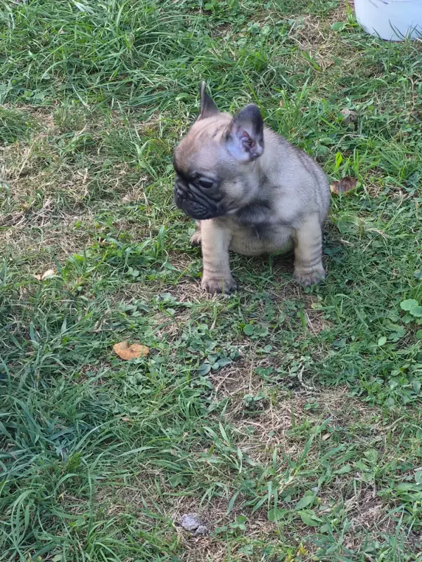 Portée de Bouledogue français, élevage De la Province de Kwan Tung