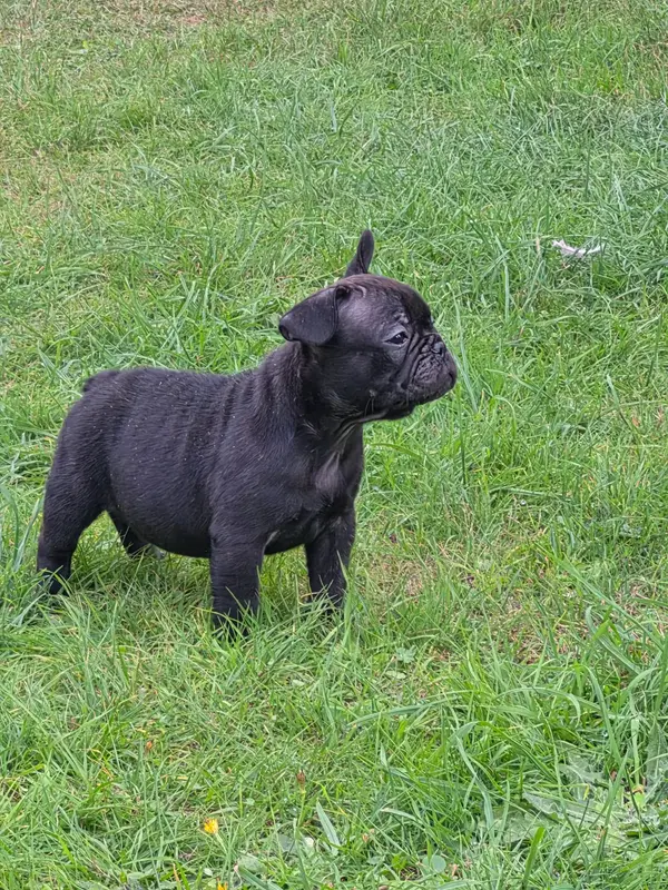 brownie, Bouledogue français, élevage De la Province de Kwan Tung