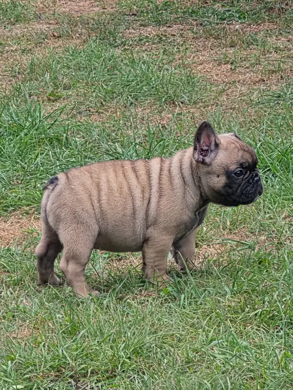 Portée de Bouledogue français, élevage De la Province de Kwan Tung