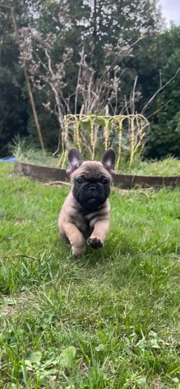 bakara, Bouledogue français, élevage De la Province de Kwan Tung