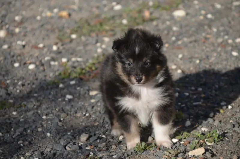 Chiot, Berger des Shetland, élevage De la Foret des Reves Bleus