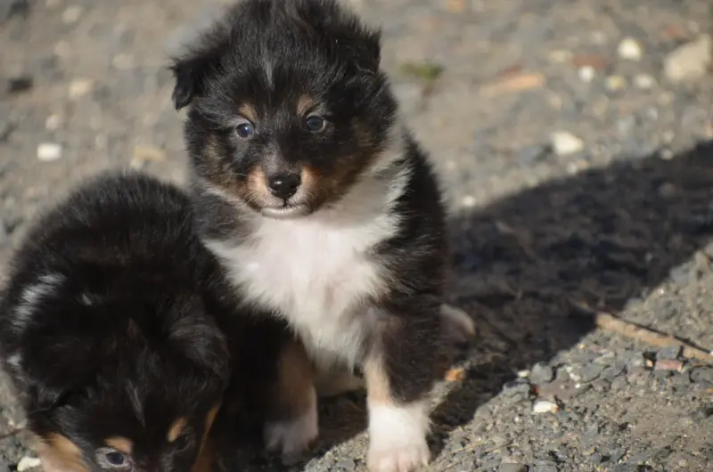 Chiot, Berger des Shetland, élevage De la Foret des Reves Bleus
