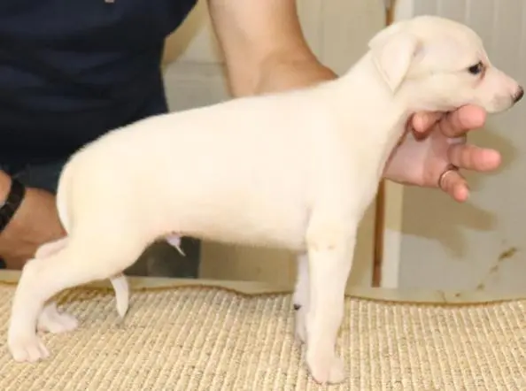 B, Whippet, élevage Von Hoehenzoller