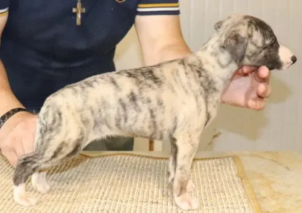 B, Whippet, élevage Von Hoehenzoller