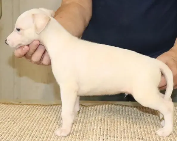 B, Whippet, élevage Von Hoehenzoller