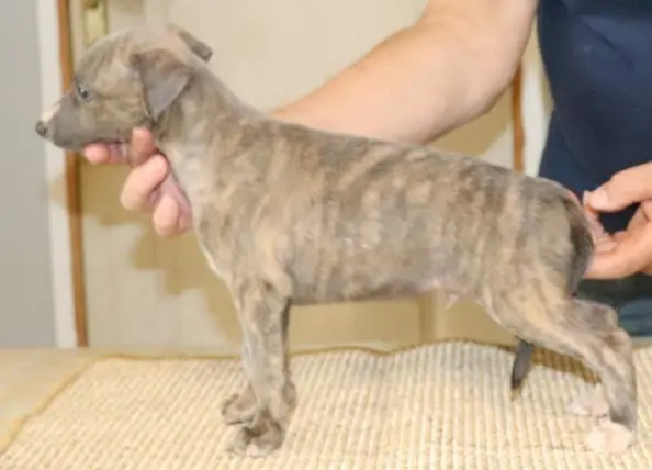 B, Whippet, élevage Von Hoehenzoller