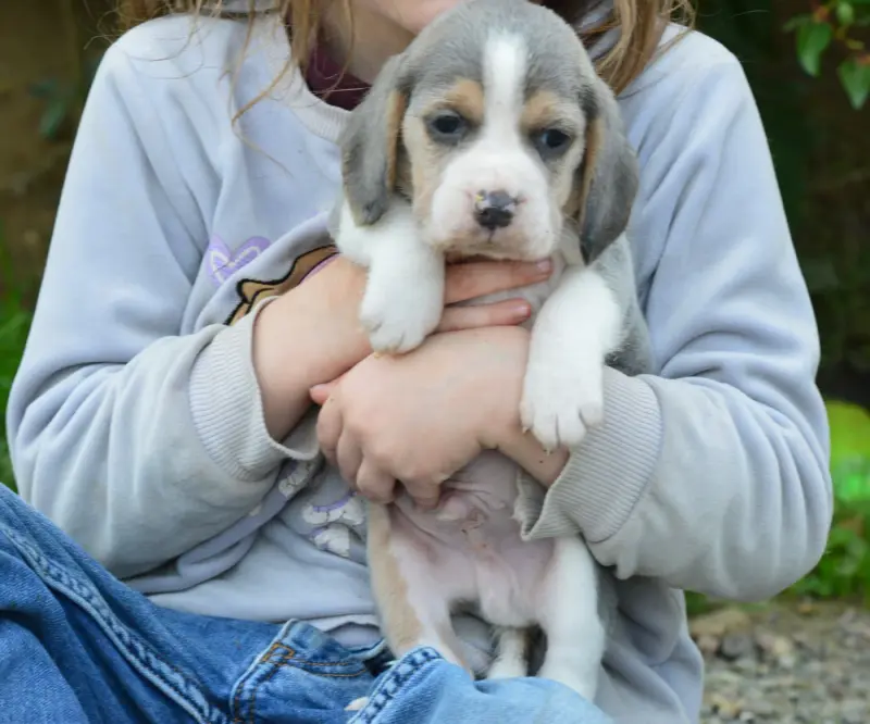 Chiot, Beagle, élevage De l'Arche de Riwan