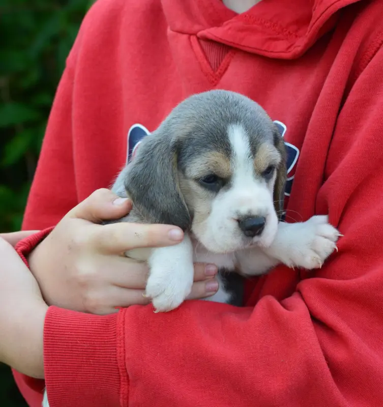 Chiot, Beagle, élevage De l'Arche de Riwan