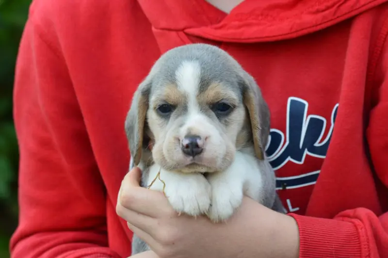 Chiot, Beagle, élevage De l'Arche de Riwan