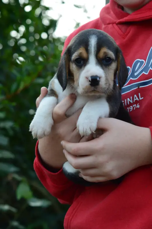 Chiot, Beagle, élevage De l'Arche de Riwan