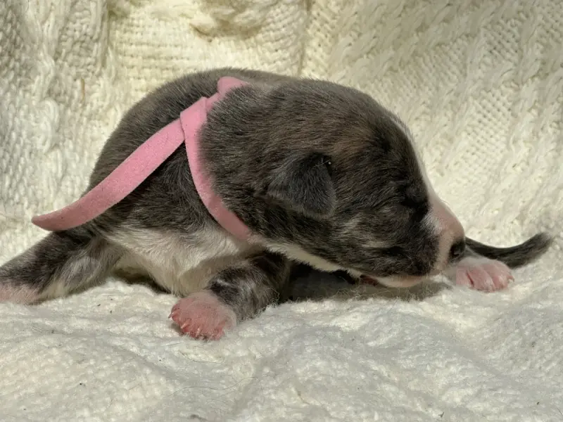 Chiot, Whippet, élevage De l'Empereur Sirius