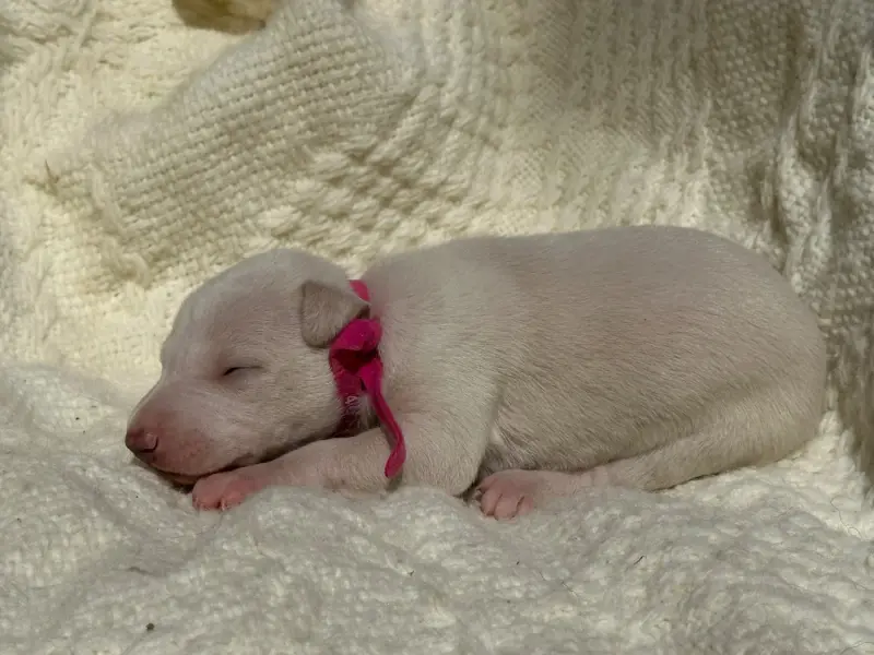 Chiot, Whippet, élevage De l'Empereur Sirius