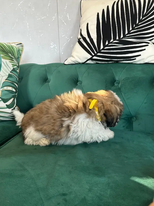 Portée de Shih tzu, élevage De l'Empereur Sirius