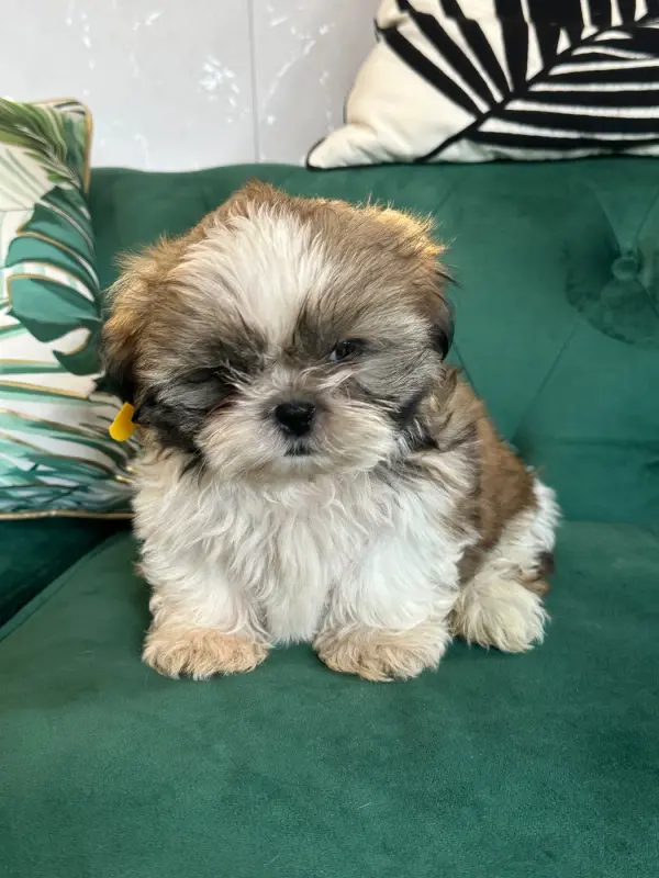Portée de Shih tzu, élevage De l'Empereur Sirius