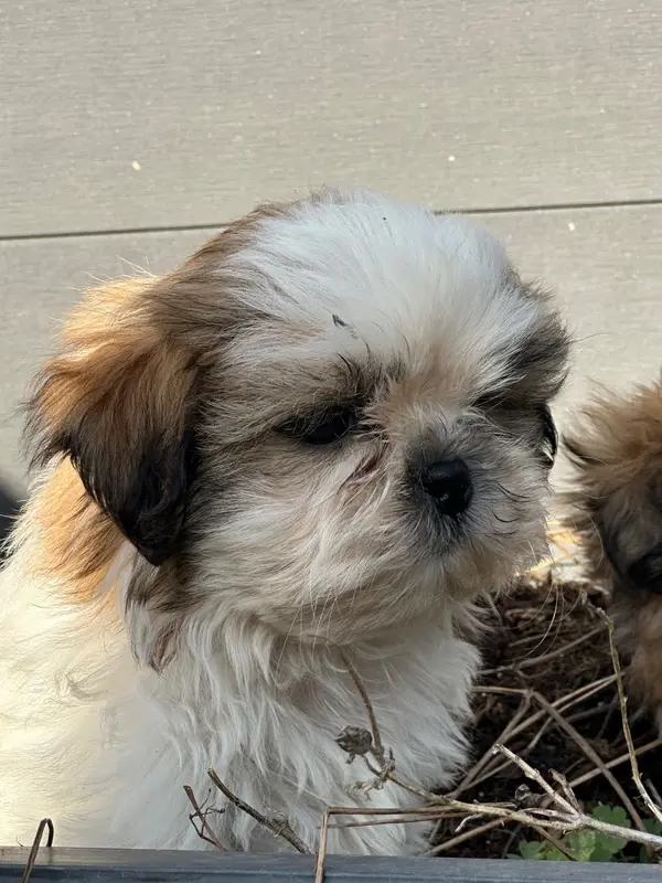 Portée de Shih tzu, élevage De l'Empereur Sirius