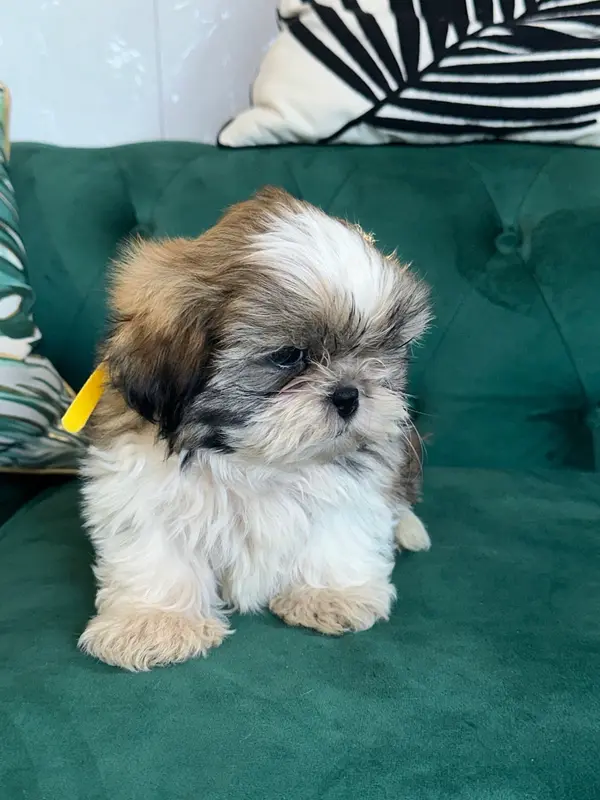 Portée de Shih tzu, élevage De l'Empereur Sirius