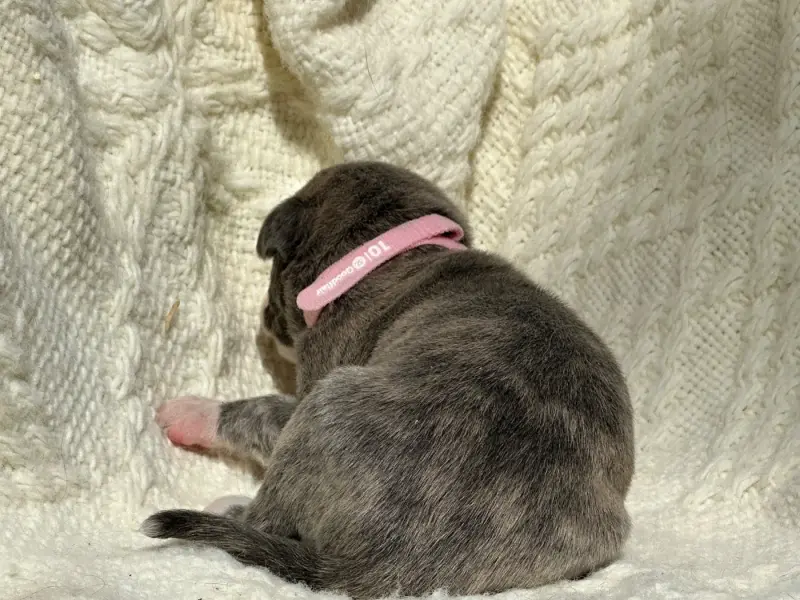 Portée de Whippet, élevage De l'Empereur Sirius