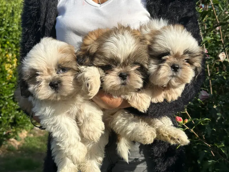 Portée de Shih tzu, élevage De l'Empereur Sirius
