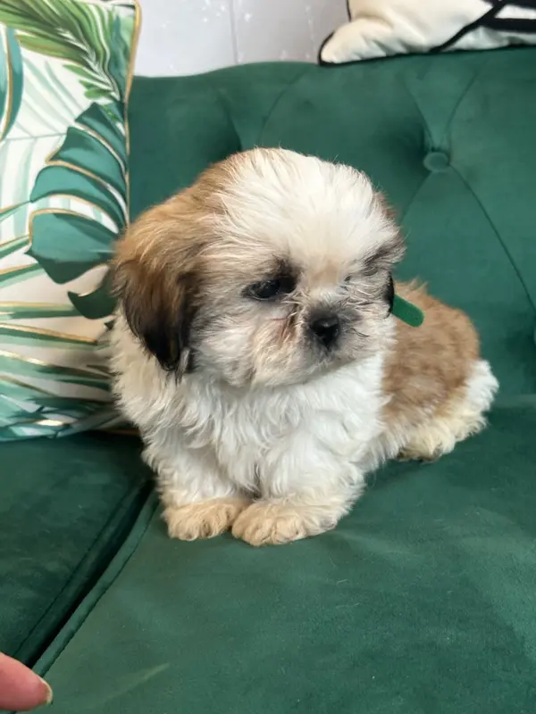 Portée de Shih tzu, élevage De l'Empereur Sirius