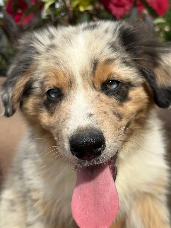 Chiot, Berger australien, élevage De l'Empereur Sirius