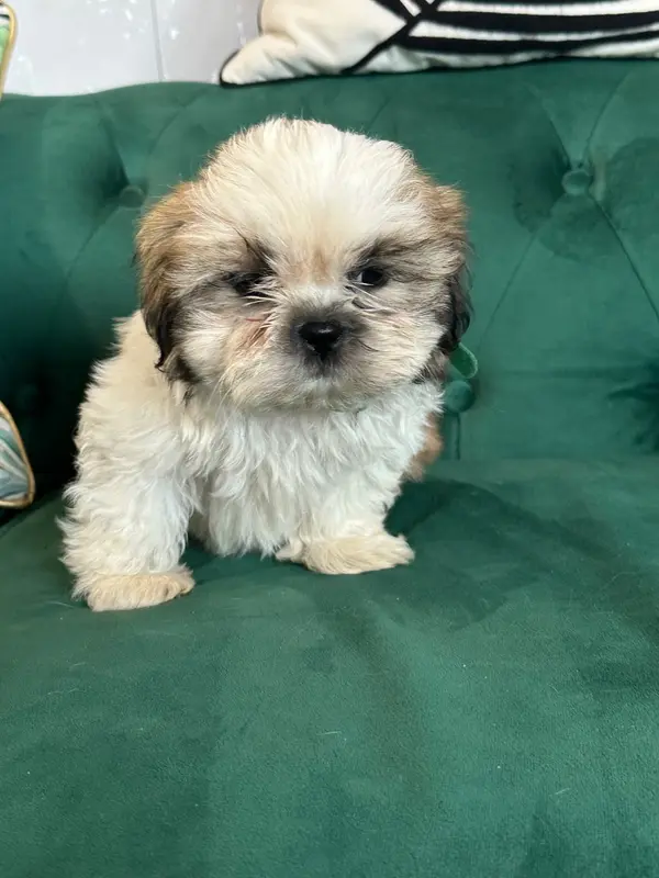 Portée de Shih tzu, élevage De l'Empereur Sirius