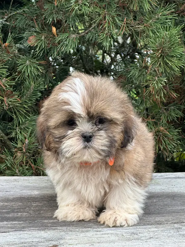 Portée de Shih tzu, élevage De l'Empereur Sirius
