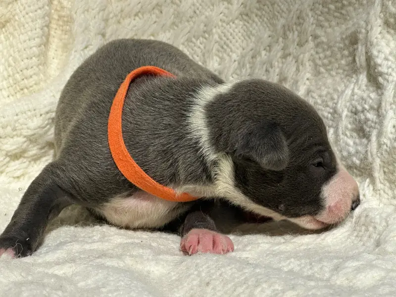 Collier orange, Whippet, élevage De l'Empereur Sirius