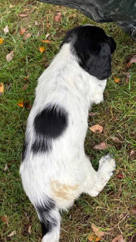 Portée de English springer spaniel, élevage Des Etangs de Dame Blanche