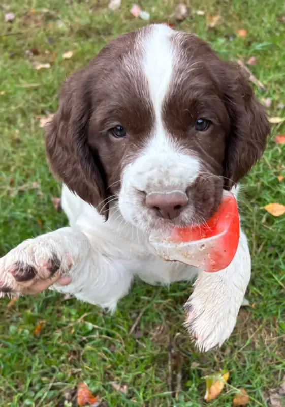 b................, English springer spaniel, élevage Des Etangs de Dame Blanche