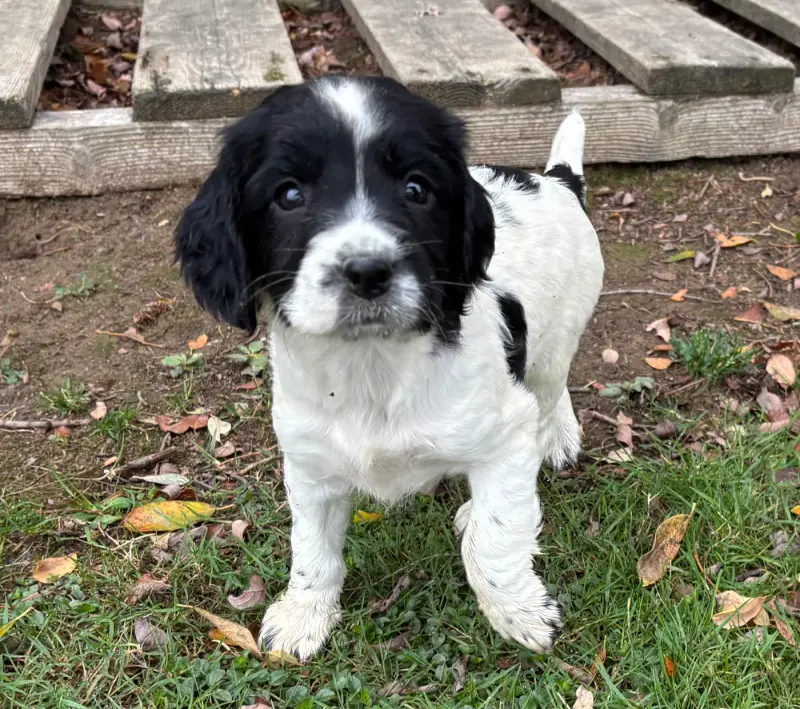 baia, English springer spaniel, élevage Des Etangs de Dame Blanche