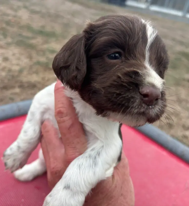 Portée de English springer spaniel, élevage Des Etangs de Dame Blanche