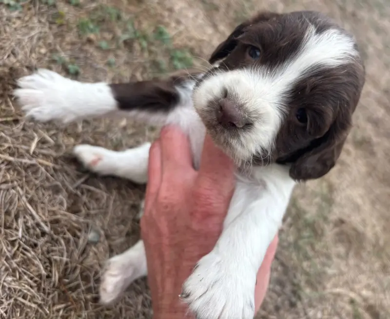 Portée de English springer spaniel, élevage Des Etangs de Dame Blanche