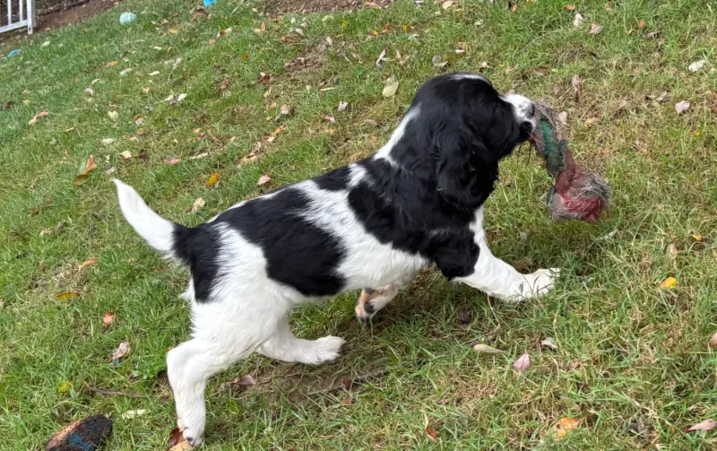 Portée de English springer spaniel, élevage Des Etangs de Dame Blanche