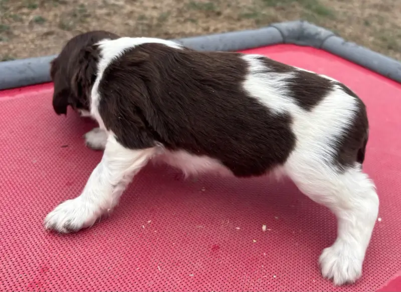 Portée de English springer spaniel, élevage Des Etangs de Dame Blanche