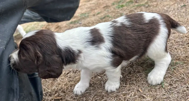B, English springer spaniel, élevage Des Etangs de Dame Blanche