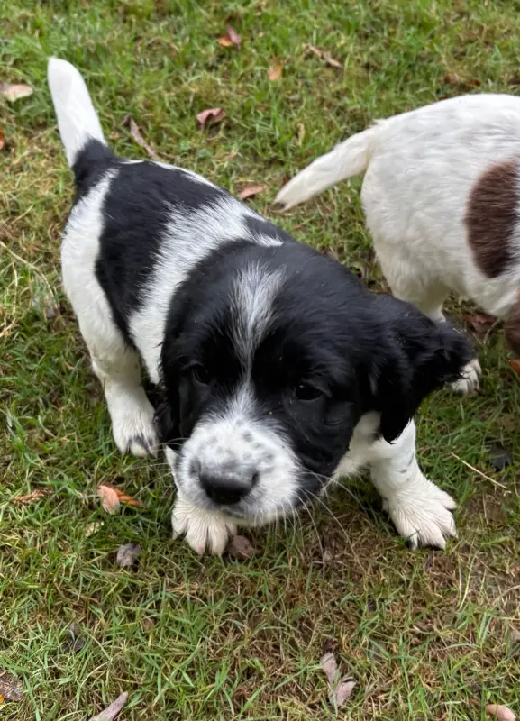 Portée de English springer spaniel, élevage Des Etangs de Dame Blanche