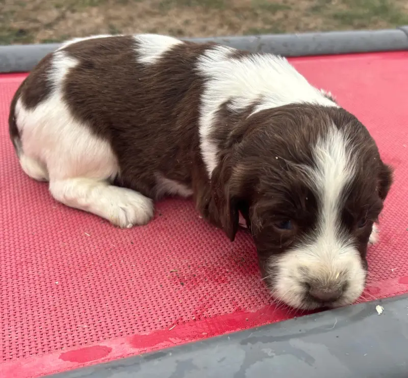 Portée de English springer spaniel, élevage Des Etangs de Dame Blanche