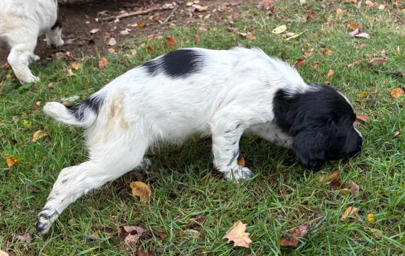 Portée de English springer spaniel, élevage Des Etangs de Dame Blanche