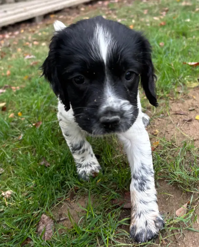 Portée de English springer spaniel, élevage Des Etangs de Dame Blanche