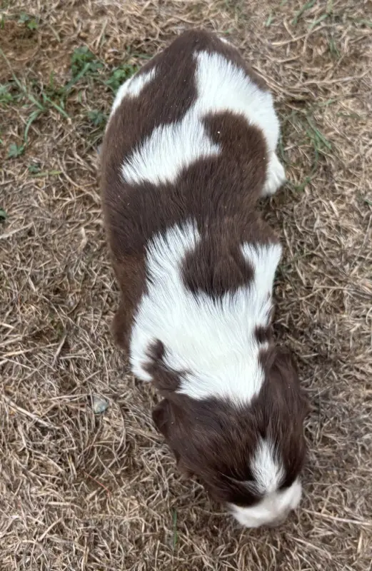 Portée de English springer spaniel, élevage Des Etangs de Dame Blanche