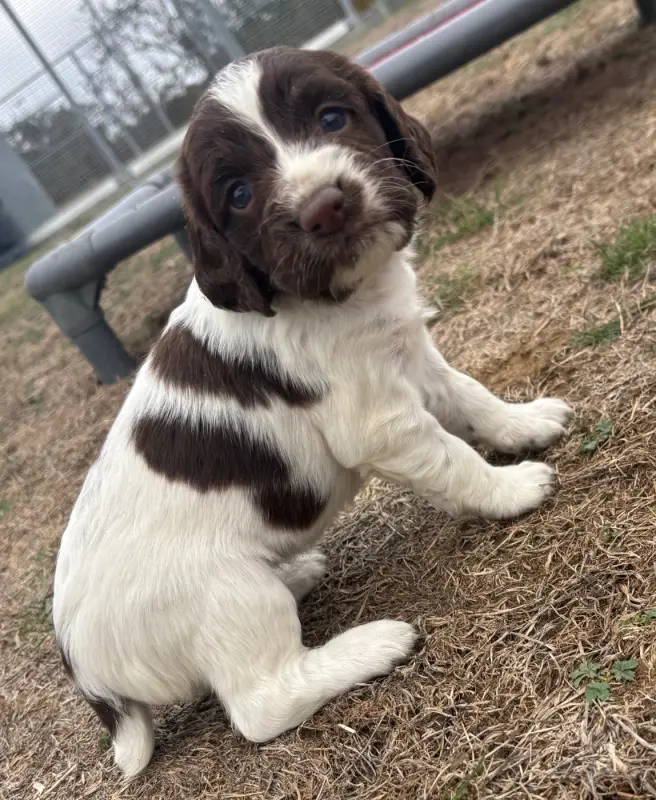 B, English springer spaniel, élevage Des Etangs de Dame Blanche