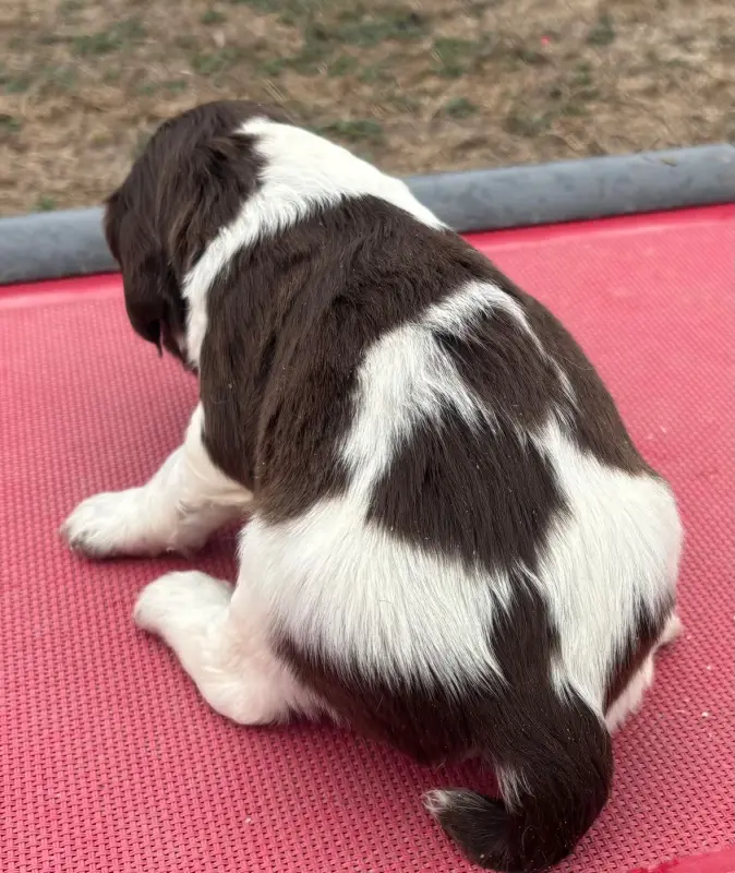 Portée de English springer spaniel, élevage Des Etangs de Dame Blanche