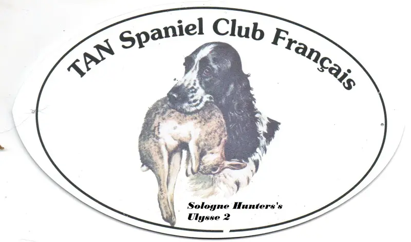 Portée de English springer spaniel, élevage Des Etangs de Dame Blanche