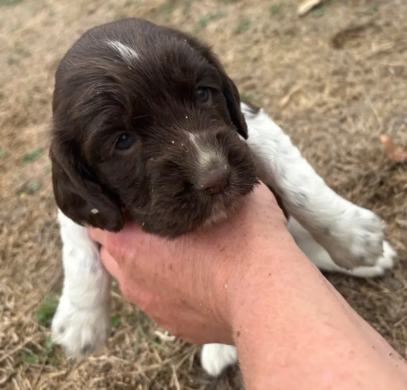 Bonnie, English springer spaniel, élevage Des Etangs de Dame Blanche