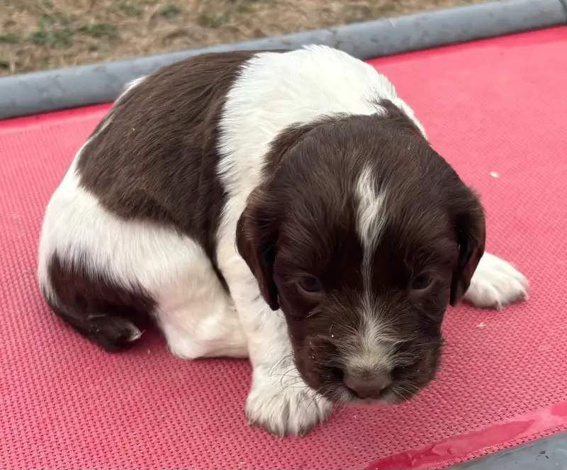 Portée de English springer spaniel, élevage Des Etangs de Dame Blanche