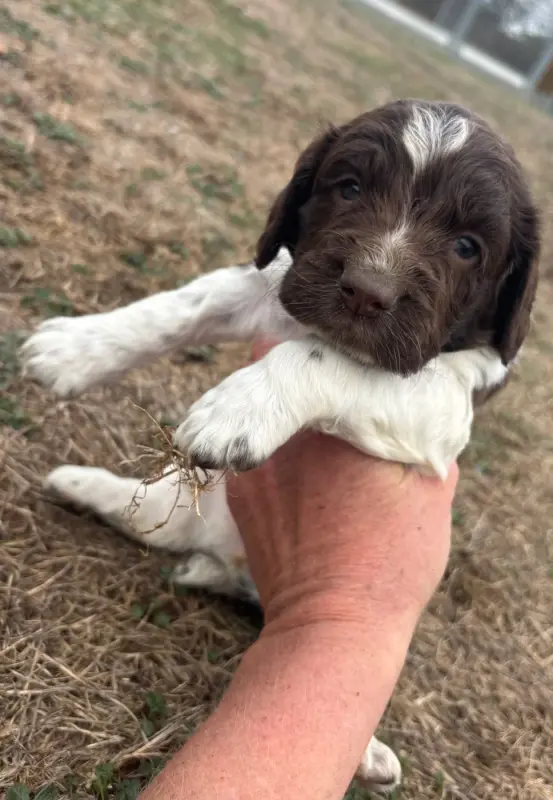 B .., English springer spaniel, élevage Des Etangs de Dame Blanche