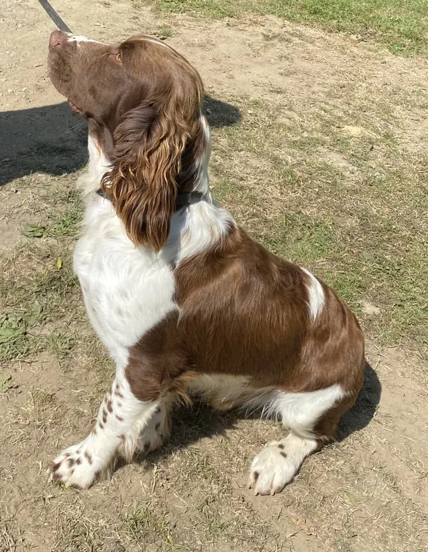 Père de la portée de English springer spaniel, élevage Des Etangs de Dame Blanche
