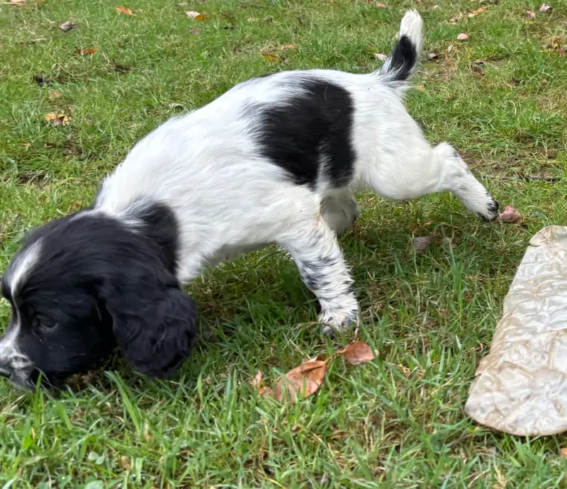 Portée de English springer spaniel, élevage Des Etangs de Dame Blanche