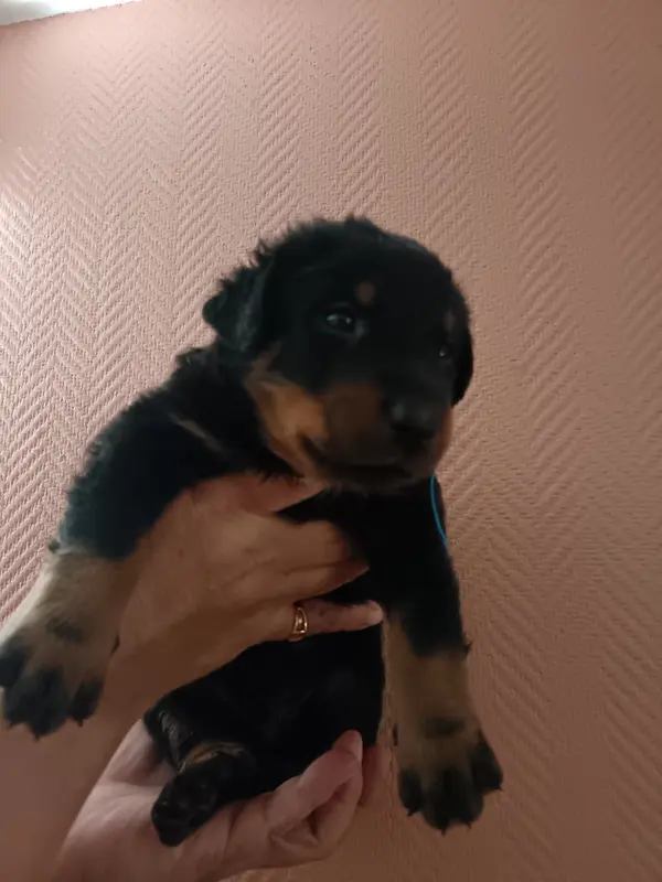 Mâle collier Bleu, Beauceron, élevage De la Fontaine au Cresson