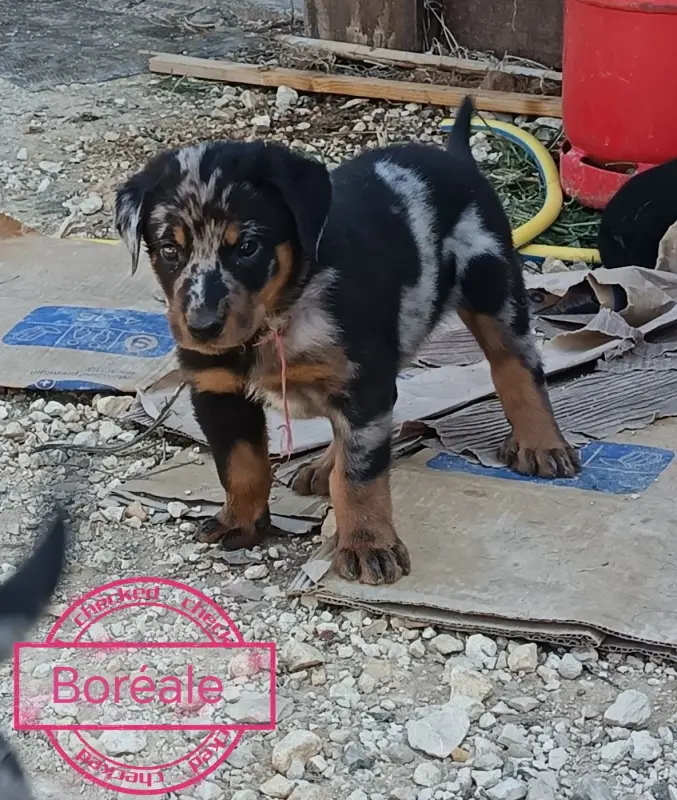 Boreal arlequine (robe mal tachée), Beauceron, élevage De la Fontaine au Cresson